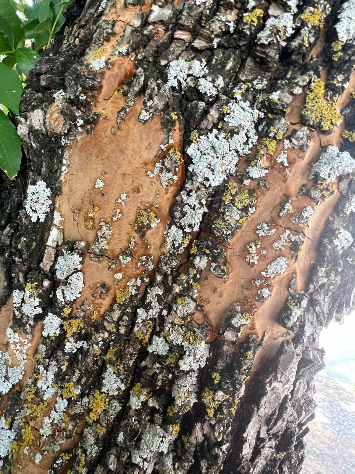 How to Take Care of Trees and Keep Them Healthy