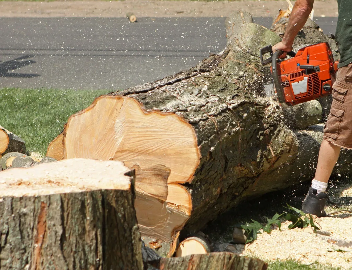 Stump Grinding 2