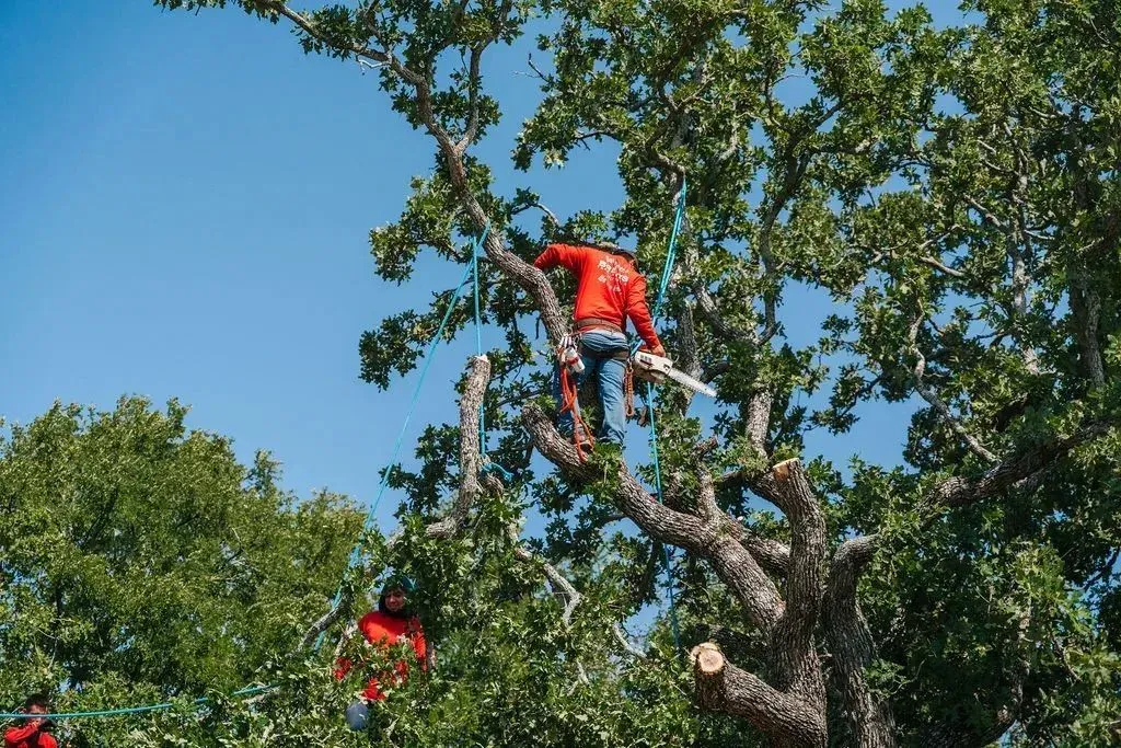 Arborists in red shirts trimming large tree with chainsaws