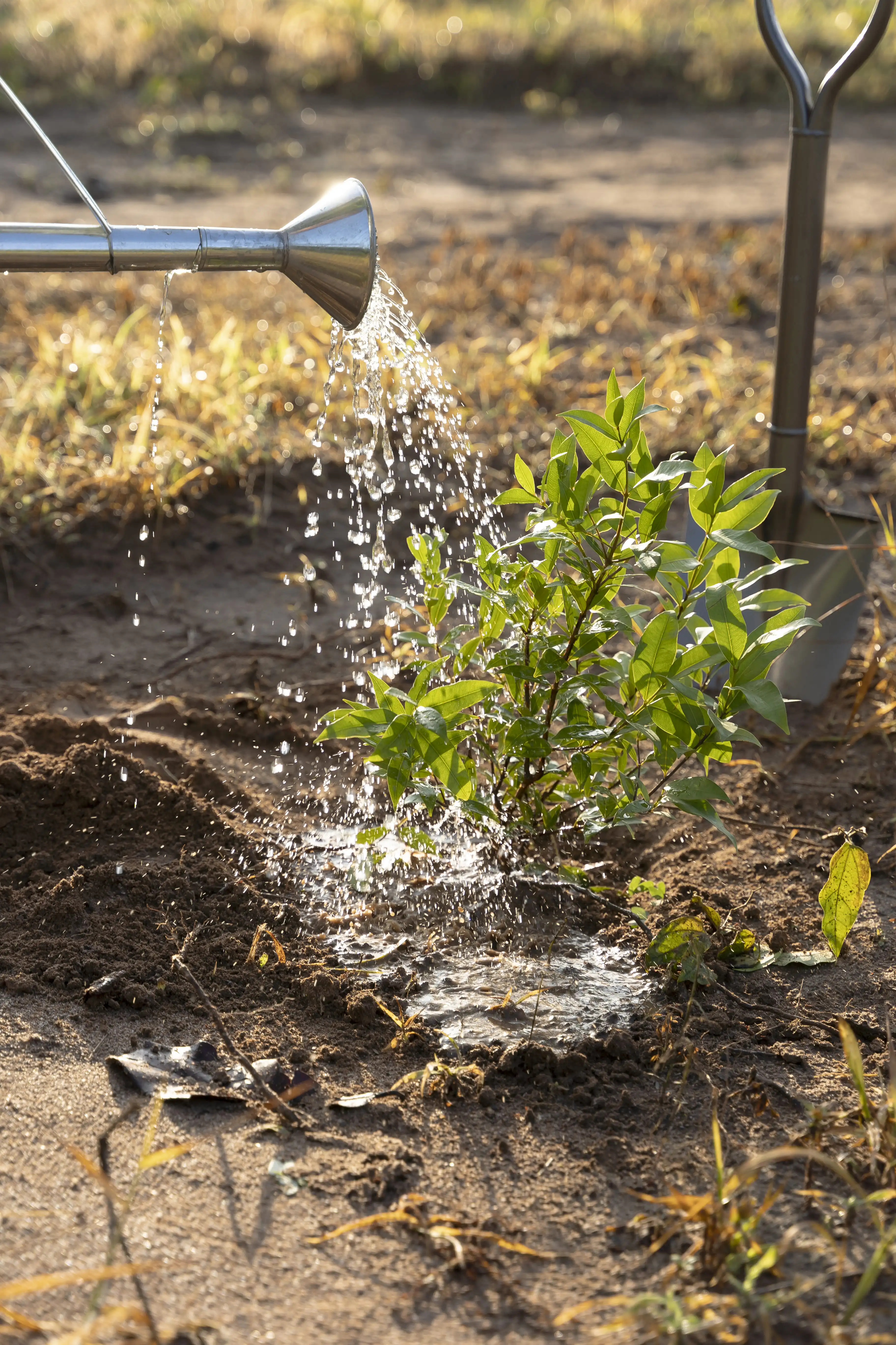 How Much Do I Have to Water My New Tree?