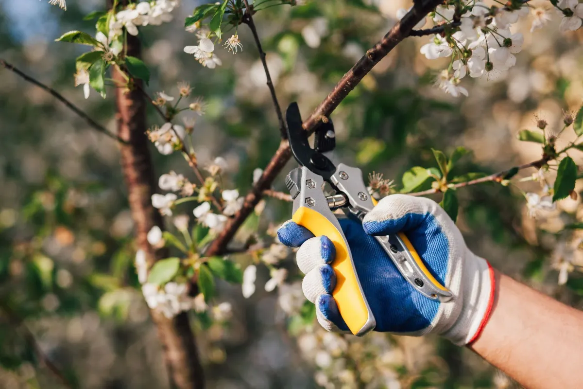 Professional tree service equipment