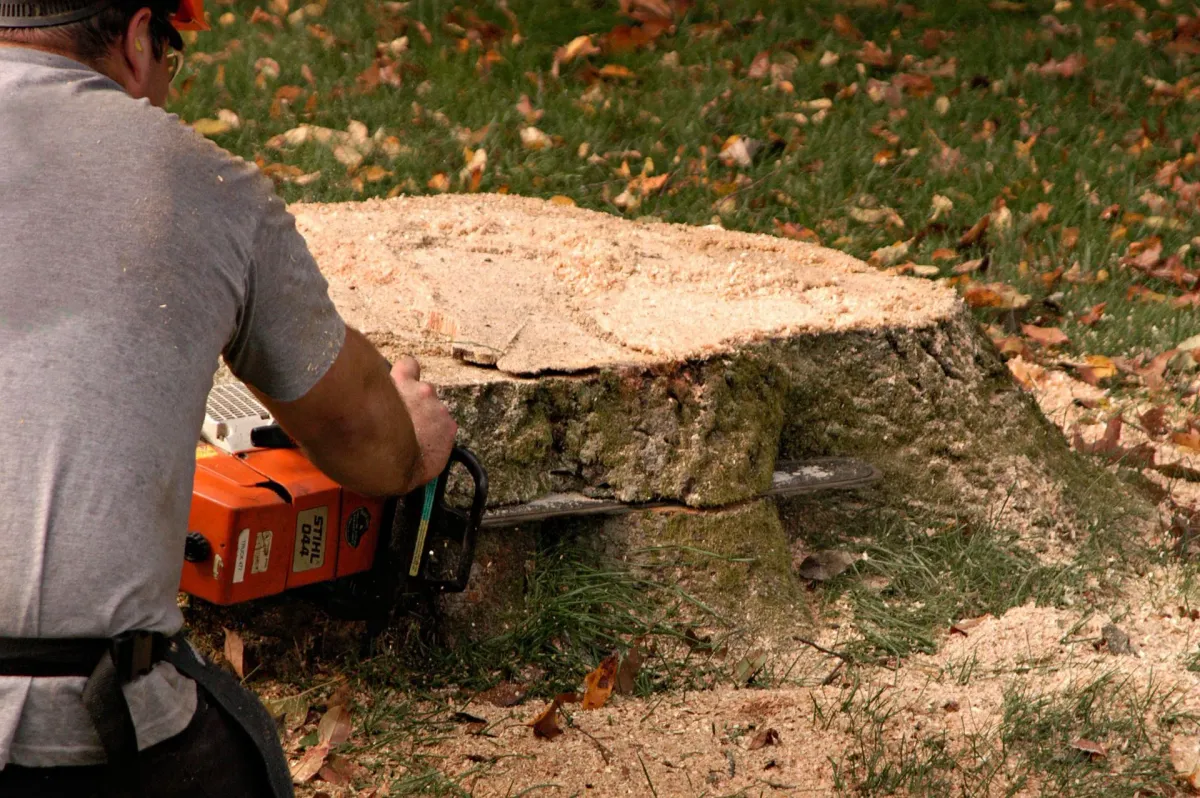 Stump Grinding 1