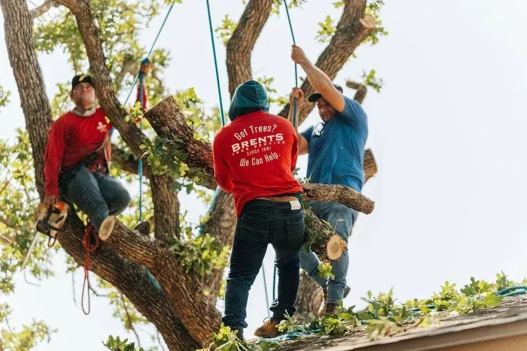 Tree trimmers on safety ropes cutting branches