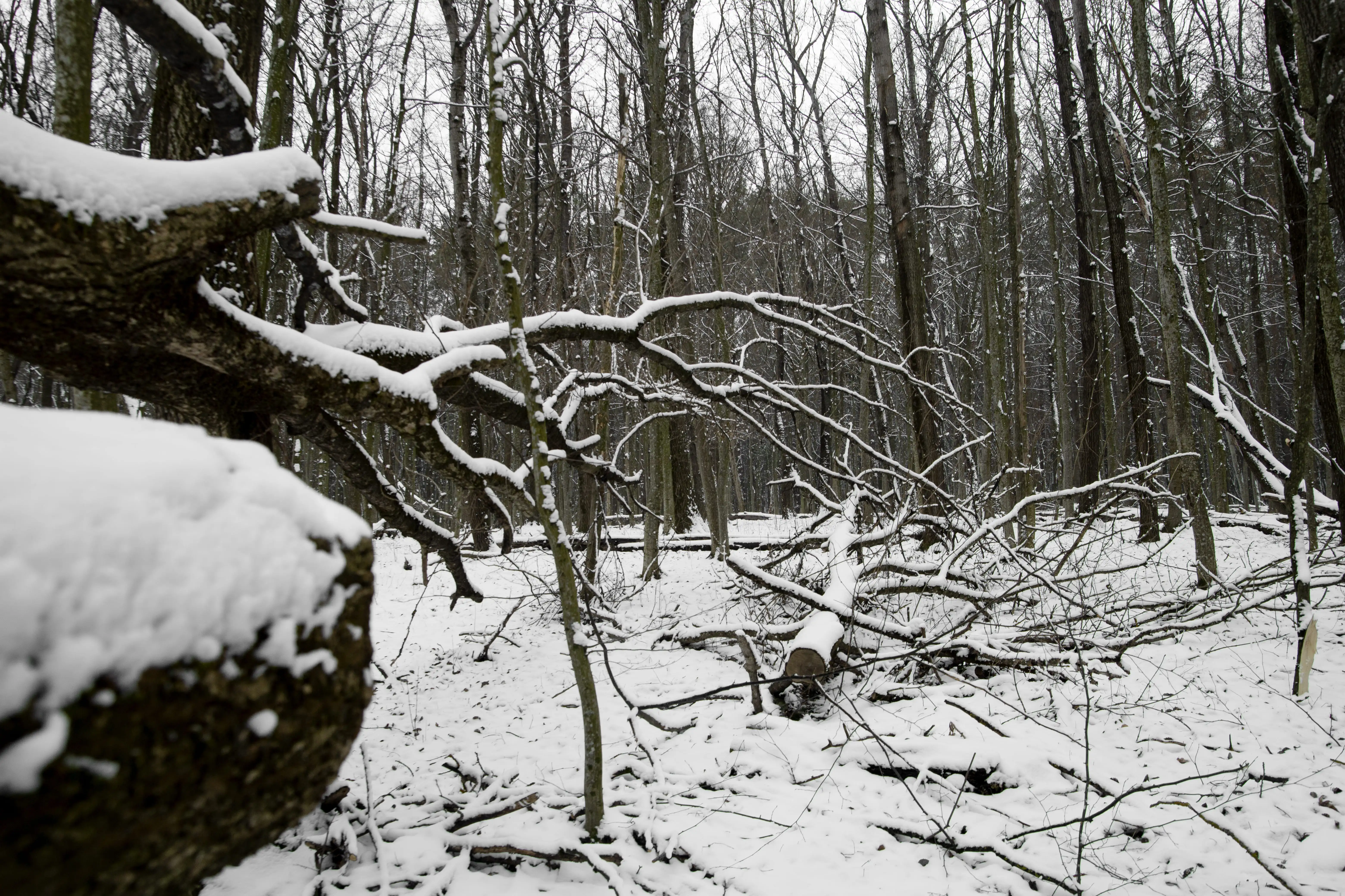 Prepare for Winter Storms: Emergency Tree Removal Tips for Central Texas Homeowners