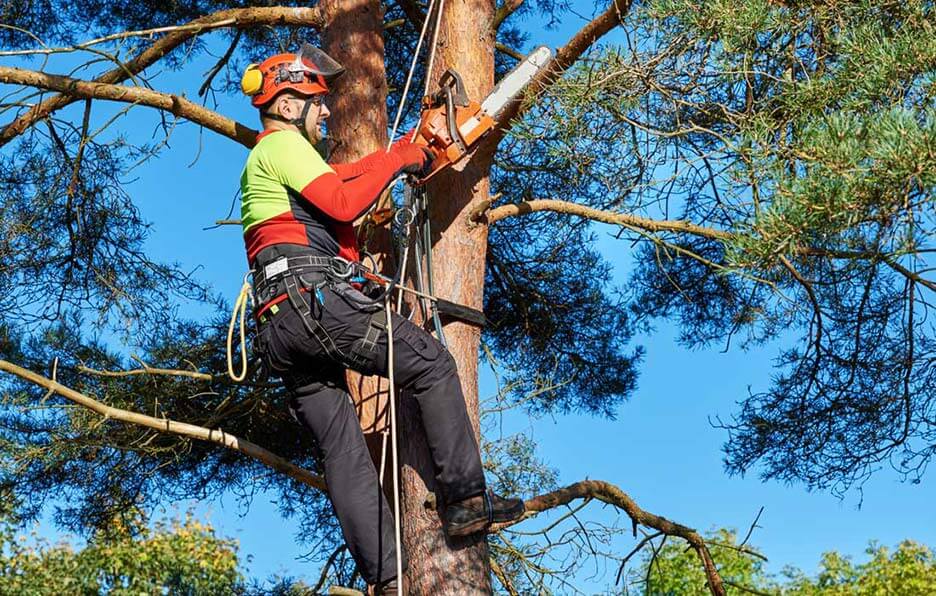 Brents Tree Service Arborist Services
