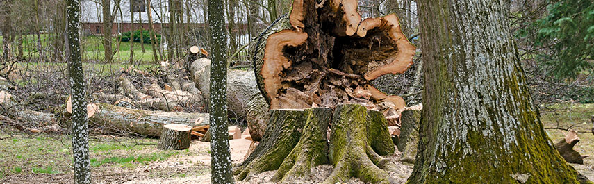 Prepare for Winter Storms: Emergency Tree Removal Tips for Central Texas Homeowners