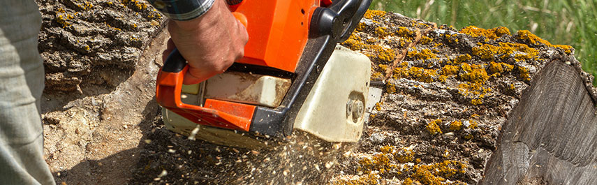 Expert Tree Cutting Services