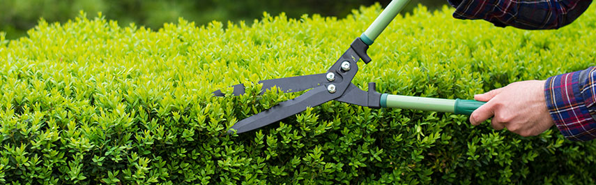 The Best Time of Year to Prune Trees in Central Texas