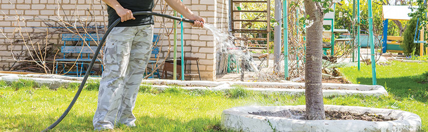 How Much Do I Have to Water My New Tree?